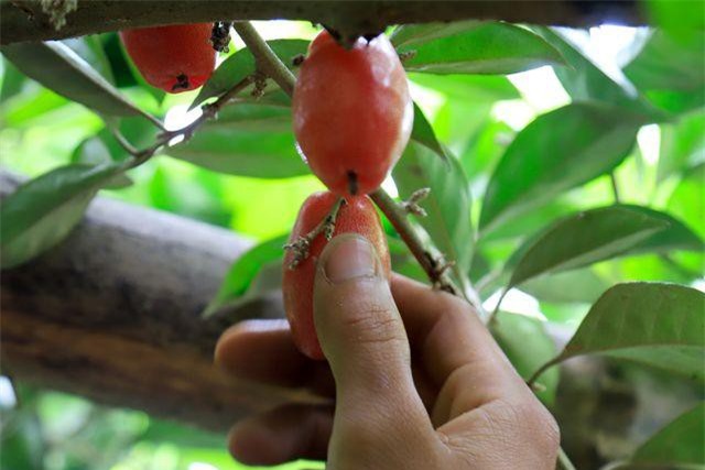 CLIP: Nông dân Hà Nội tất bật thu hoạch nhót chín