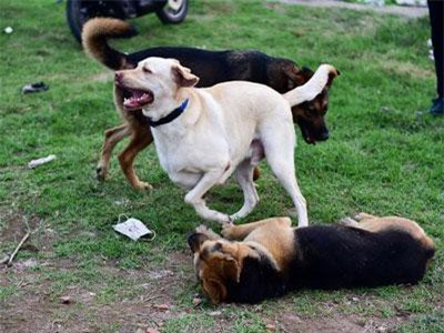 Clip: Nhiều người dân Hà Nội quen thả rông chó không rọ mõm