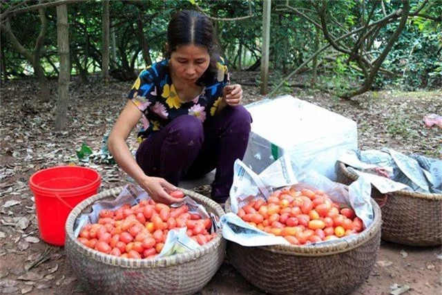 Nông dân Hà Nội tất bật thu hoạch nhót chín - 8