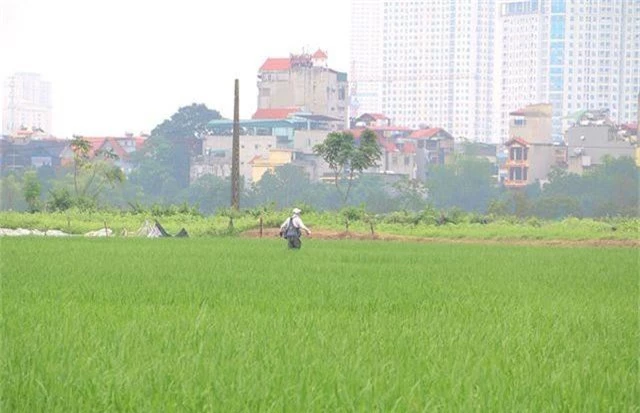 Thú chơi chim ăn thịt đi săn mồi độc đáo ở Hà Nội - 1