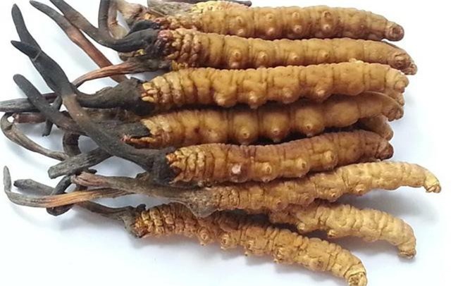 Công dụng Đông trùng hạ thảo thần kỳ ra sao mà có giá tiền tỷ?