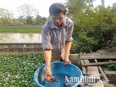 Nuôi ba ba "khổng lồ" trong ao bèo, bán thịt, bán giống thu nửa tỷ