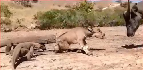 CLIP: Trâu mẹ bất lực nhìn rồng komodo ăn thịt con