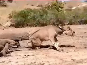 CLIP: Trâu mẹ bất lực nhìn rồng komodo ăn thịt con