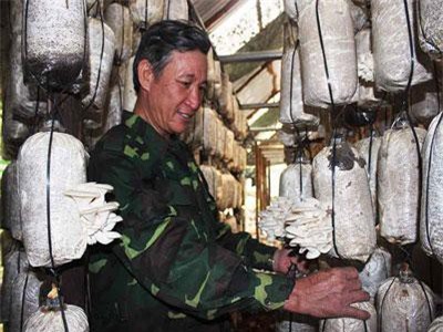Gia Lai: Bỏ lên núi trồng 6 trại nấm, lãi ròng 600 triệu đồng mỗi năm
