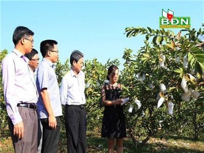 Đắk Nông: Trồng ổi Trân Châu Đài Loan, 1 ngày thu 1-2 tạ trái, lái khuân sạch