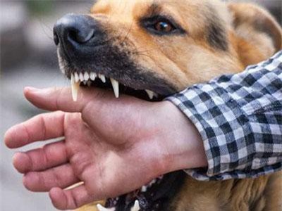 Phòng ngừa bệnh dại do súc vật cắn
