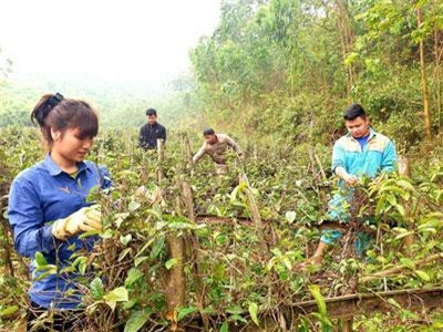 Vĩnh Phúc: Trồng cây thuốc quý dưới chân núi, thu cả trăm triệu mỗi sào