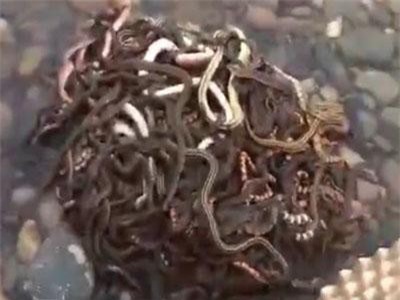 Phóng sinh 40kg rắn ra ngoài môi trường để cầu may