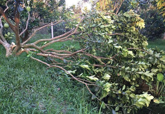 Vĩnh Long: Hơn 60 gốc bưởi Năm Roi sắp thu hoạch bị chặt phá tan hoang