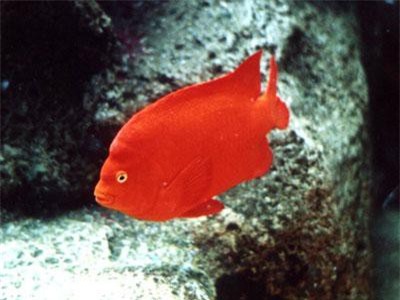 Phát hiện nhớt cá có thể diệt vi khuẩn kháng thuốc và tế bào ung thư