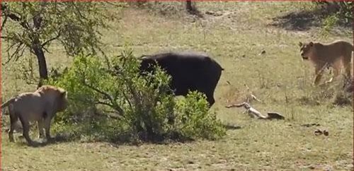 CLIP: Trâu rừng thoát chết ngoạn mục dù bị đàn sư tử và cá sấu tấn công