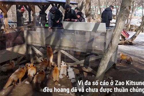 Clip: Hấp dẫn với điểm du lịch làng cáo ở Nhật Bản