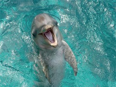 Kì lạ khả năng quan hệ tình dục đặc biệt của cá heo