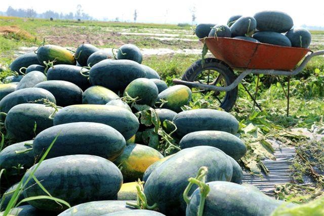 Clip: Dưa gang được mùa mất giá; dưa hấu Trung Quốc “ăn hàng” ở Quảng Nam