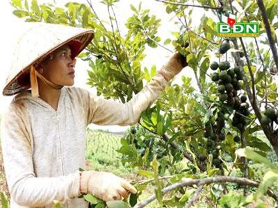 Đắk Nông: Trồng 1.600 cây này, thu 3 tấn trái khô, bán được 400 triệu