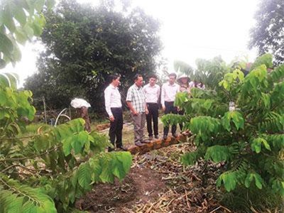 Bình Thuận: Bỏ phố lên rừng trồng na Thái, na Đài Loan thu tiền tỷ