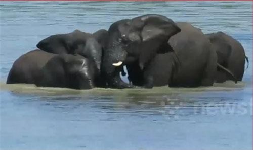 CLIP: Voi mẹ lao ra giữa sông cứu voi con chết đuối