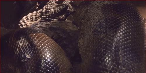 CLIP: Cá sấu đi săn cua bị trăn khổng lồ ăn thịt