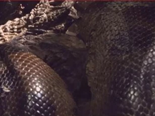 CLIP: Cá sấu đi săn cua bị trăn khổng lồ ăn thịt