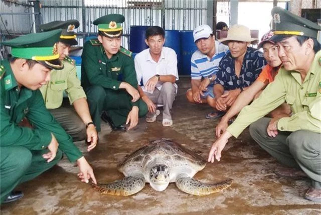 Bắt được rùa biển quý hiếm nặng 40kg - 1