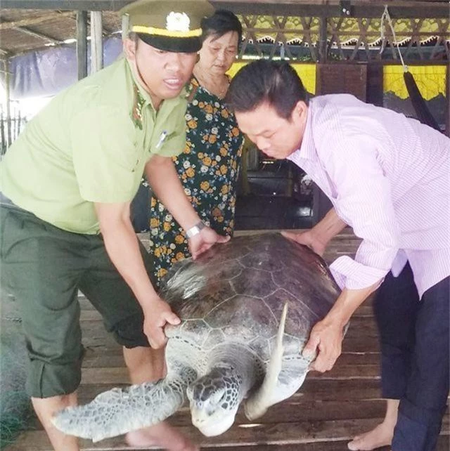 Bắt được rùa biển quý hiếm nặng 40kg - 2