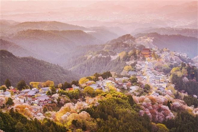 Quên Tokyo hay Kyoto đi, đây mới là nơi có nhiều hoa anh đào nhất Nhật Bản này! - Ảnh 1.