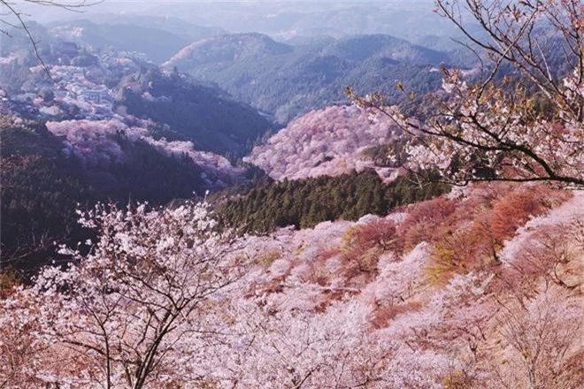 Quên Tokyo hay Kyoto đi, đây mới là nơi có nhiều hoa anh đào nhất Nhật Bản này! - Ảnh 10.