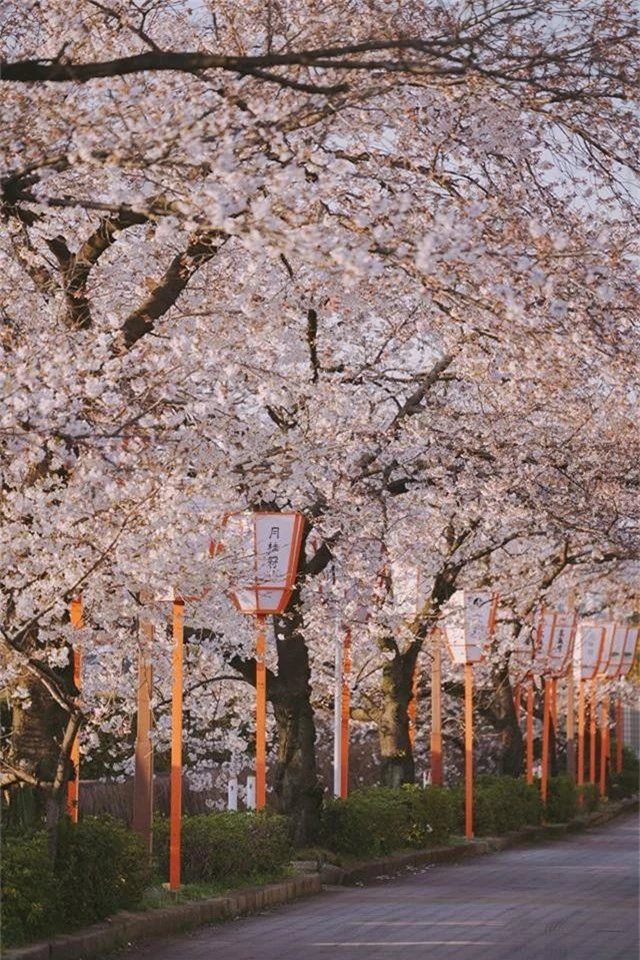 Quên Tokyo hay Kyoto đi, đây mới là nơi có nhiều hoa anh đào nhất Nhật Bản này! - Ảnh 4.