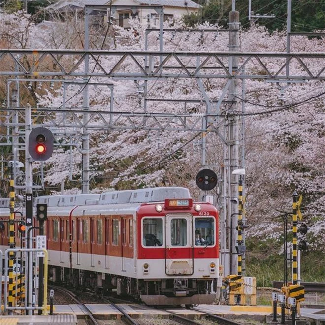 Quên Tokyo hay Kyoto đi, đây mới là nơi có nhiều hoa anh đào nhất Nhật Bản này! - Ảnh 7.