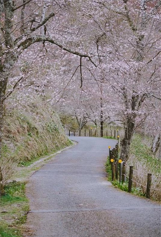 Quên Tokyo hay Kyoto đi, đây mới là nơi có nhiều hoa anh đào nhất Nhật Bản này! - Ảnh 8.