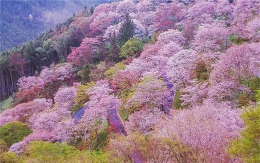 Quên Tokyo hay Kyoto đi, đây mới là nơi có nhiều hoa anh đào nhất Nhật Bản này! - Ảnh 9.