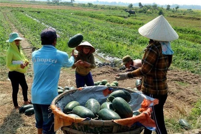 Dưa gang được mùa mất giá, dưa hấu hút hàng