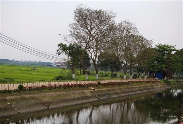 Kênh ngập rác thải biến thành đường hoa ở Hà Nội - 9