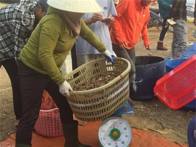 Ngư dân Hà Tĩnh phấn khởi vì trúng đậm sò lụa - 6