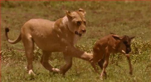 CLIP: Sư tử hành hạ con mồi trước khi ăn thịt