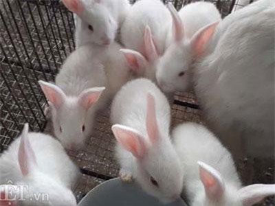 Thái Nguyên: Nuôi thỏ NewZealand bỏ túi 200 triệu/năm