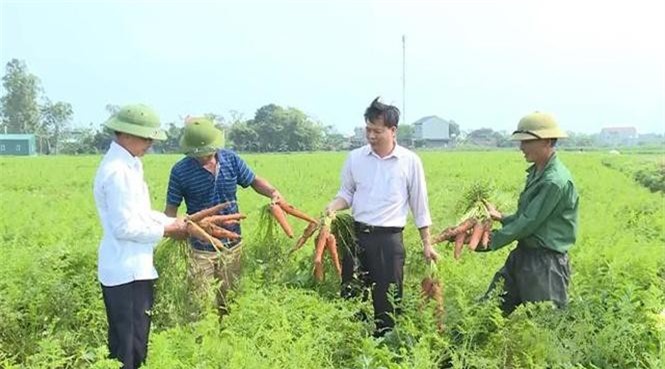 Sản xuất cà rốt xuất khẩu