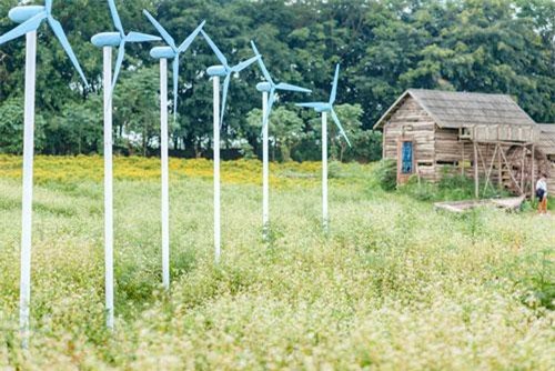 Chiêm ngưỡng hoa tam giác mạch trái mùa rực rỡ giữa lòng Hà Nội