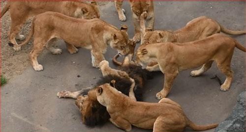 CLIP: Đàn sư tử cái đoạt mạng sư tử đực