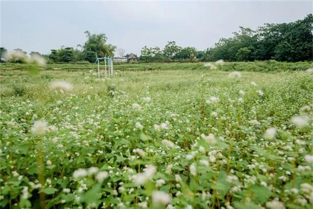 Chiêm ngưỡng hoa tam giác mạch trái mùa rực rỡ giữa lòng Hà Nội - Ảnh 1.