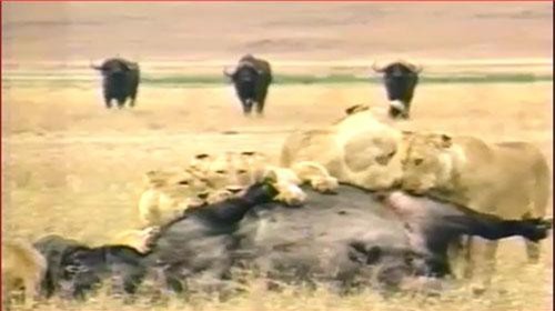 CLIP: Bị đàn sư tử quật ngã, trâu rừng vẫn thoát chết thần kỳ