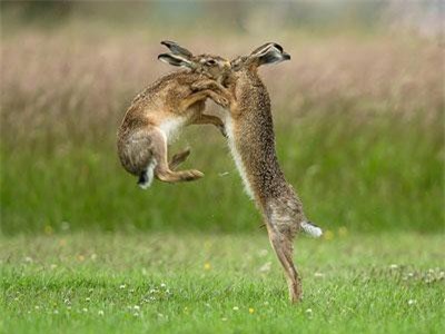 Thỏ nâu hoang dã đánh nhau bạo lực trước khi "yêu"