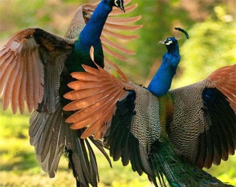 Công đực khoe sắc, cạnh tranh khốc liệt giành "yêu"