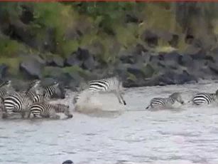 CLIP: Đàn cá sấu tấn công ngựa vằn vượt sông