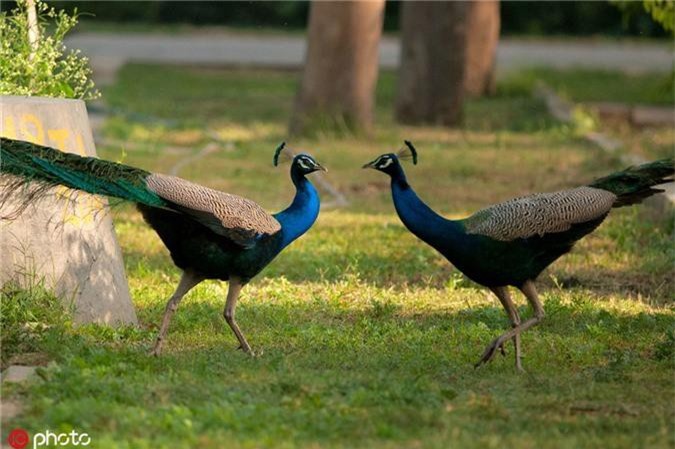 Nuôi cả trại chim công chỉ để... nhổ lông bán dịp Tết - Báo Người lao động