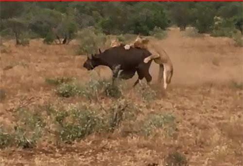 CLIP: Đàn trâu rừng tấn công sư tử bảo vệ đồng loại