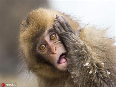 Những khoảnh khắc muốn "độn thổ" của động vật hoang dã