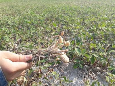 Clip: Đậu, lạc chết hàng loạt vì nắng nóng ở Thừa Thiên Huế