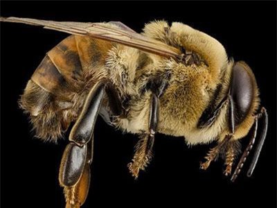 Sự thực khó tin nổi về động vật ít ai hay